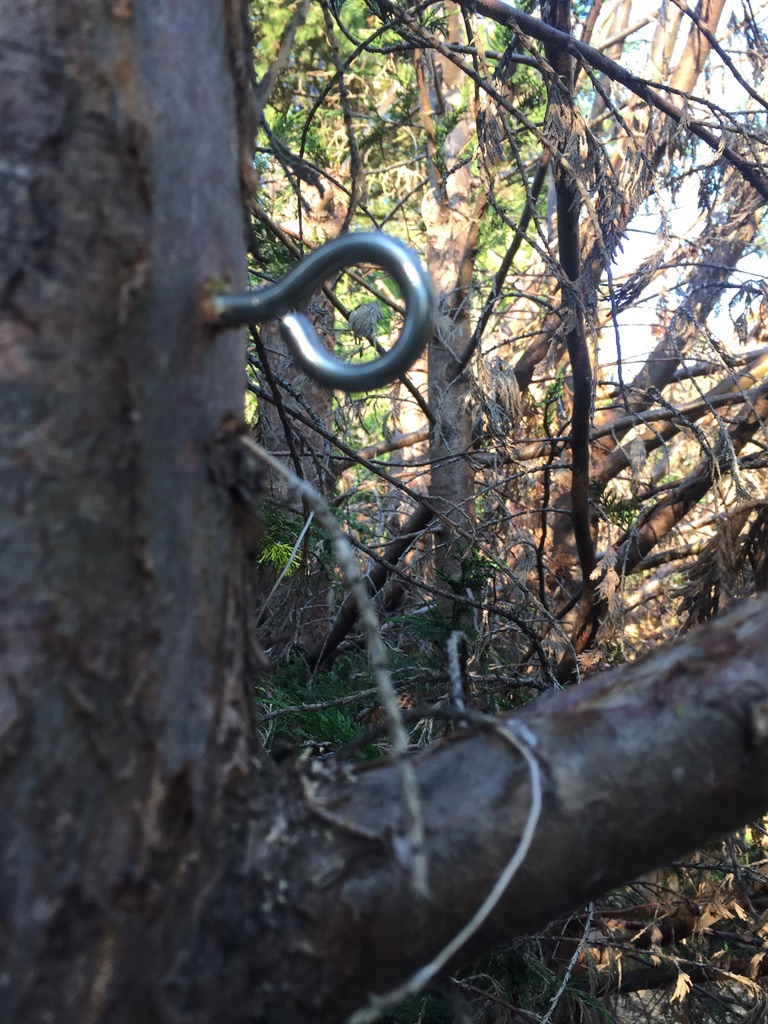 hook eye in tree